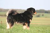 DOGUE DU TIBET 648